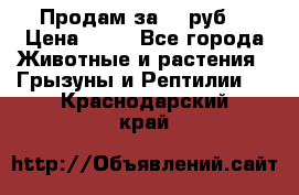 Продам за 50 руб. › Цена ­ 50 - Все города Животные и растения » Грызуны и Рептилии   . Краснодарский край